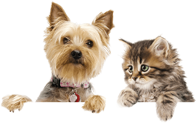 yorkie and cat