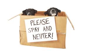 puppies in a box