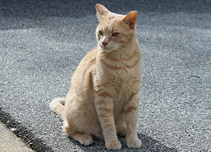 community cat program