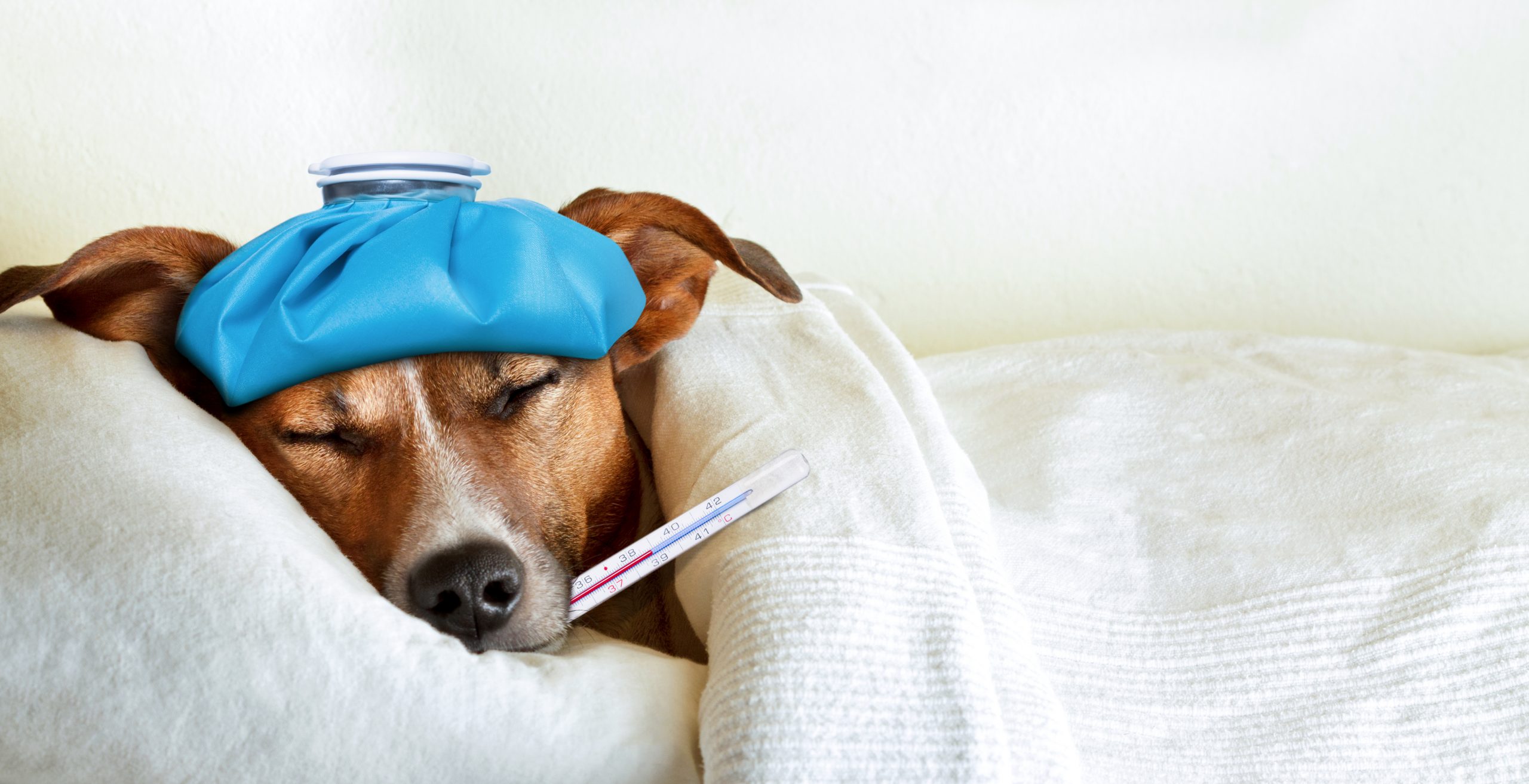 K9 Influenza Reference Guide