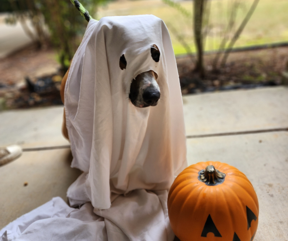 Howl-O-Ween and Pets – The Safe and The Spooky