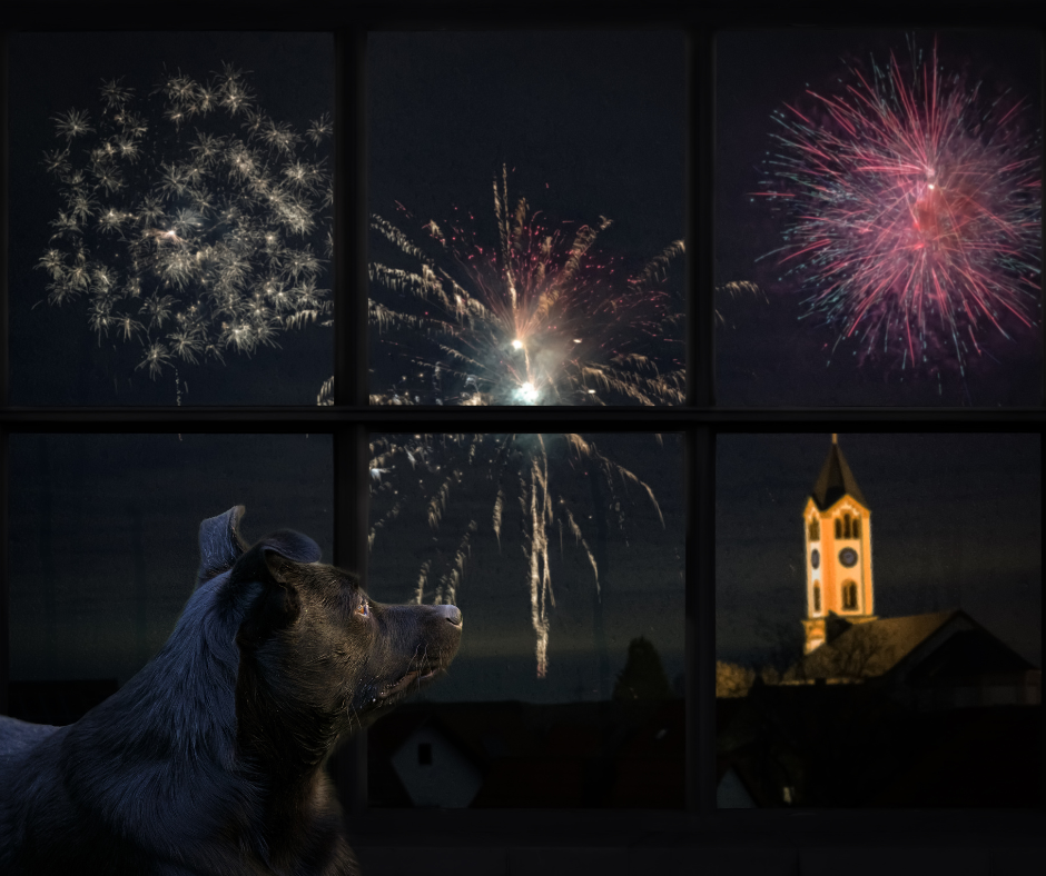 Pet Firework Safety and Precautions