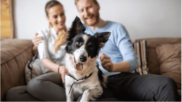 Pet-Friendly Pest Control
