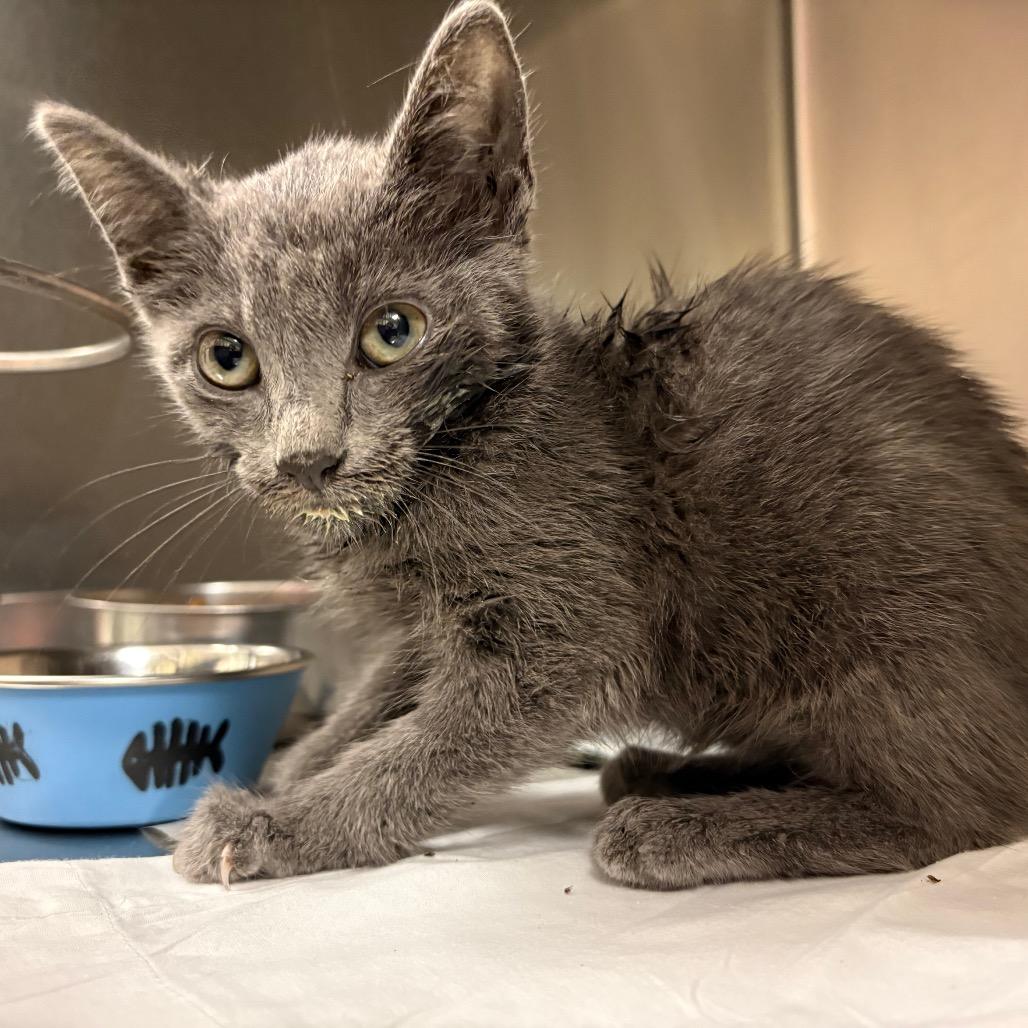 Kitten at Paws Animal Services