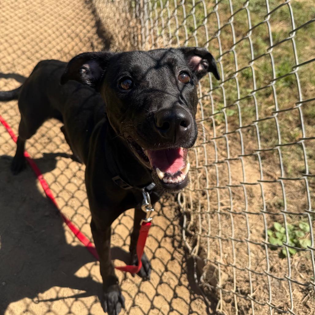 Dog waiting at Paws Animal Services