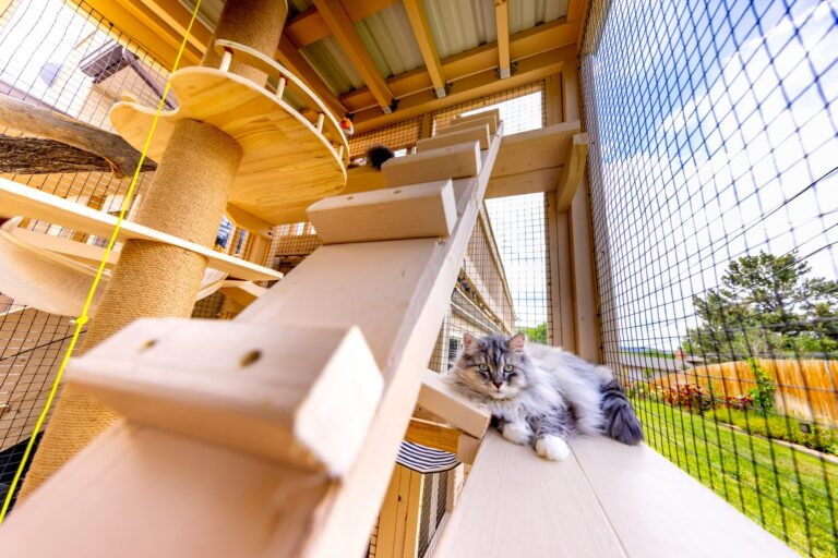 Indoor cat looking out window, showing need for enrichment