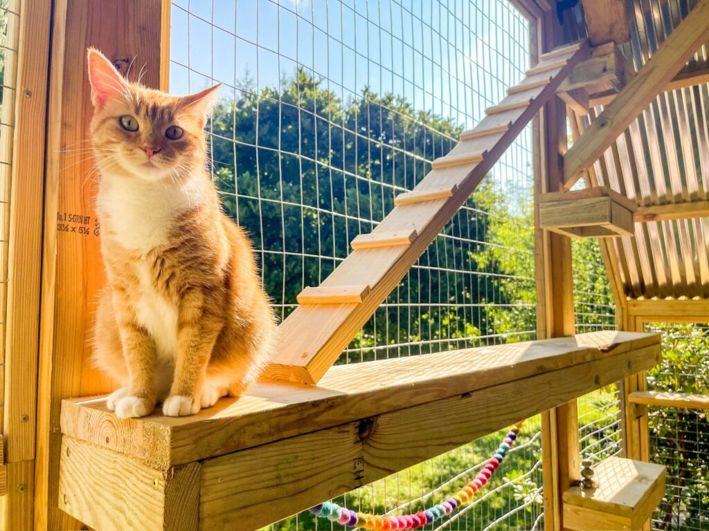 Cat exhibiting signs of needing more enrichment activities