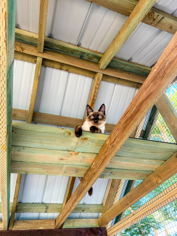 Custom catio providing safe outdoor access for indoor cats