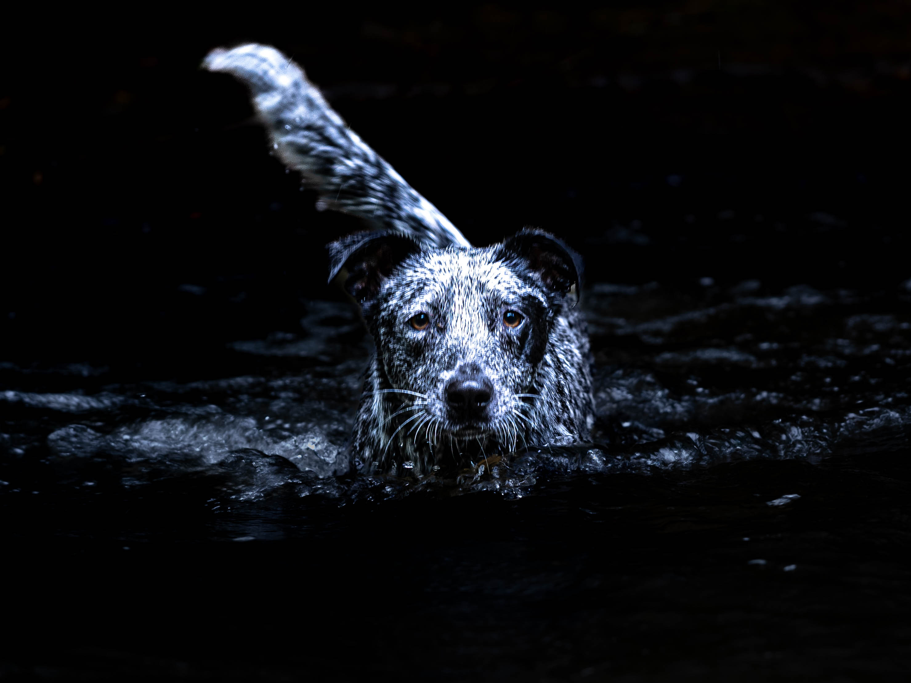 Winn Dixie Donation and Adoption Event