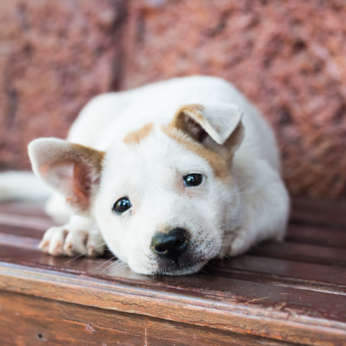Healthy dog representing proper animal care