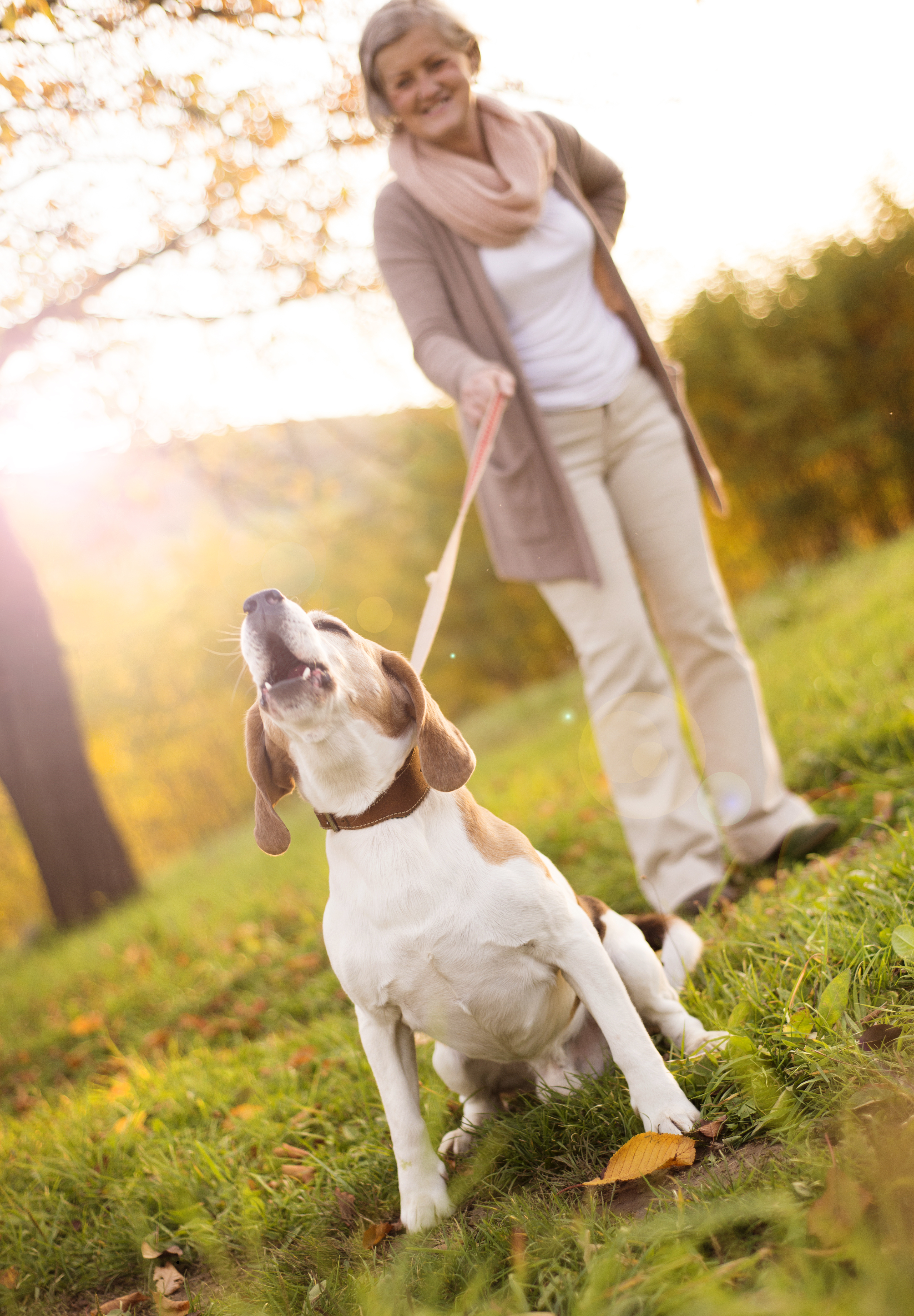 Dog enjoying a day out with volunteer
