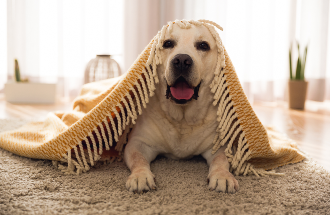 Variety of adoptable pets at shelter