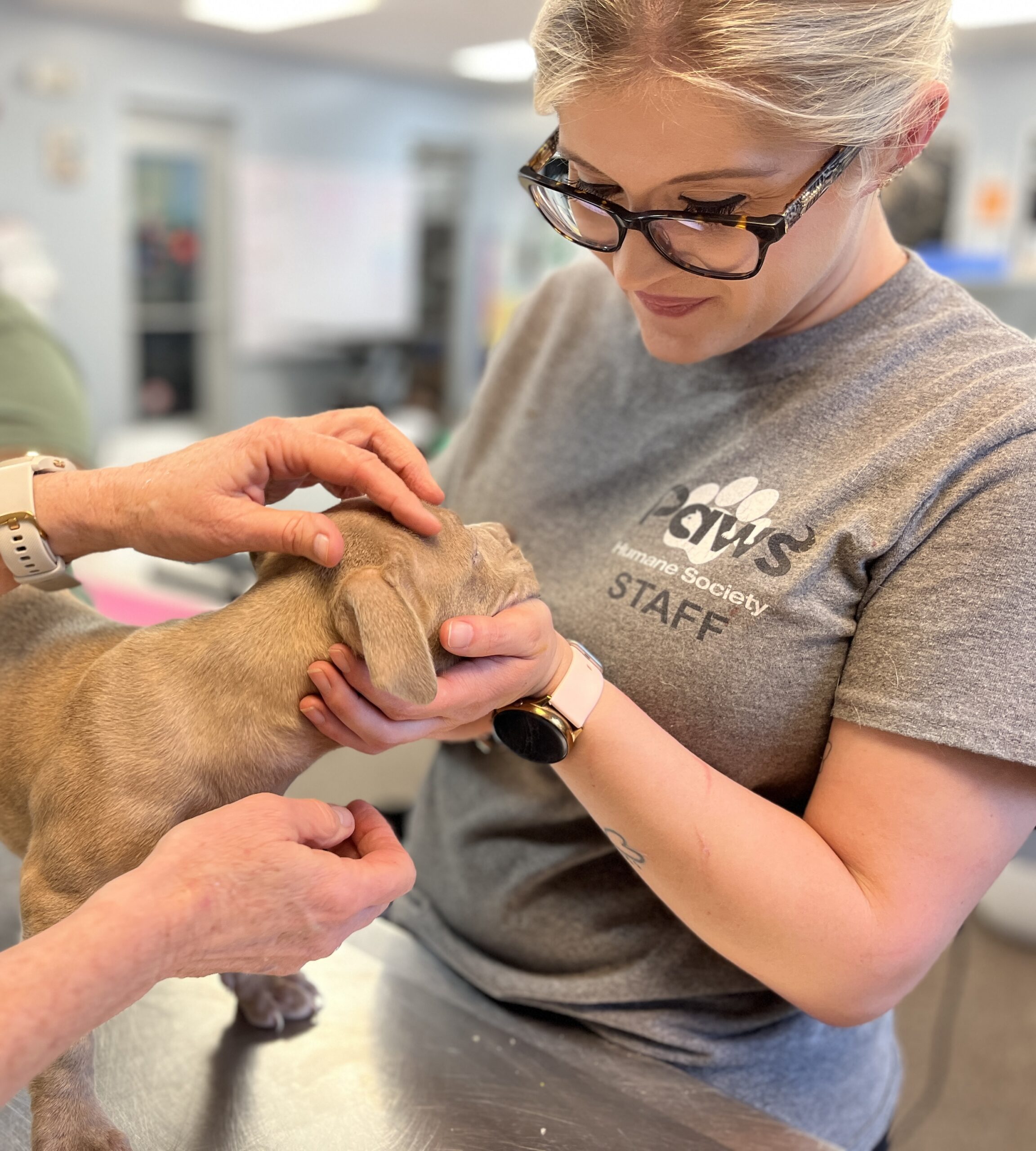 Veterinarian examining a dog during a wellness appointment