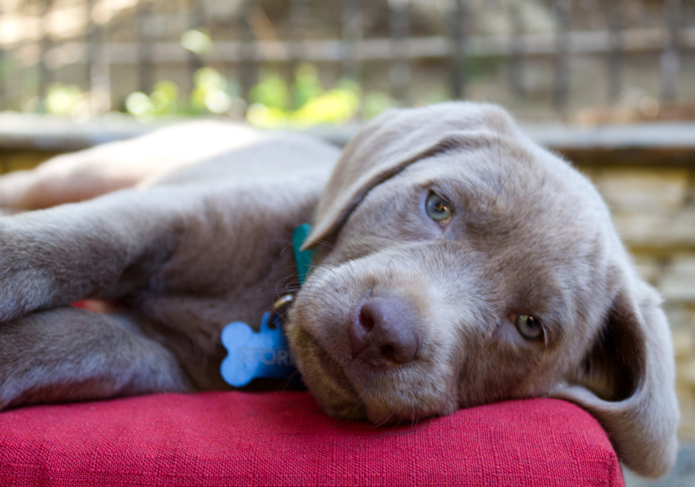 Veterinary staff caring for a pet at Paws Humane clinic