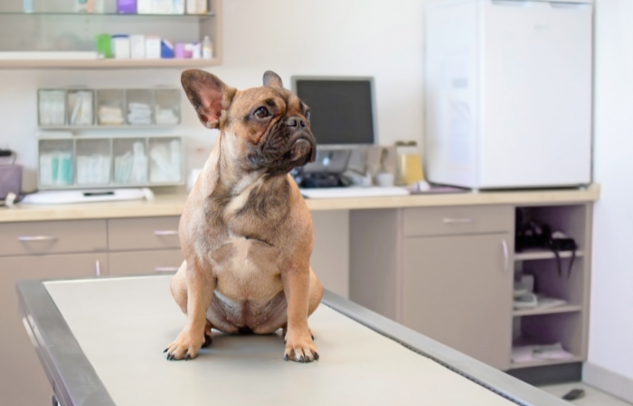 Veterinary clinic surgical suite