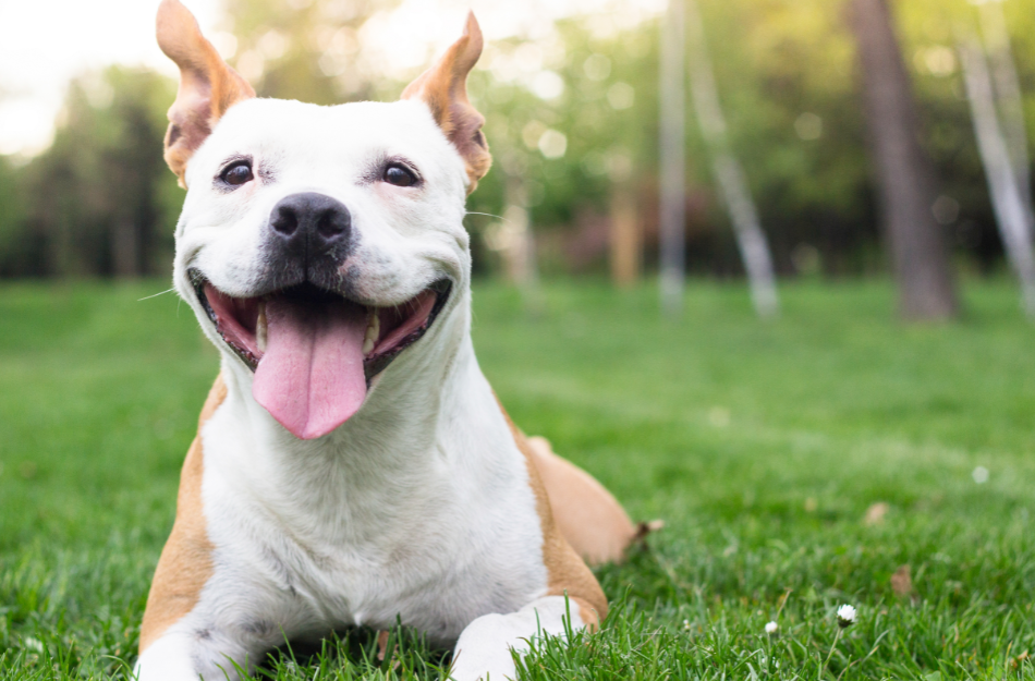 Happy adopted pet with their new family
